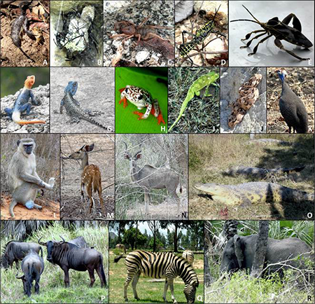 Fauna fotografiadas durante los trabajos en Angola: A) alacrán negro (escorpión plano de roca o escorpión gigante) liquidando una escolopendra tigre, encontrados al levantar una roca; B) nido de avispas negras africanas; C) araña camello; D) saltamontes cebra amarillo; E) escarabajo Petascelis remipes (también denominado “ramita gigante Wilter”); F) lagarto de fuego (agama agama); G) lagarto agama de cabeza azul; H) rana payaso reticulada; I) camaleón africano; J) víbora cornuda (foto de J. Labaredas). K-R) Diversos animales exóticos encontrados en los trabajos de campo o protegidos en parques nacionales y recintos privados: K) gallina pintada, denominada “galinha do mato”, común en todos los poblados de Angola; L) primate catarrino (tipo cercopiteco verde o vervet; P.N. de Kissama); M) antílope del Cabo o imbabala (P.N. de Kissama); N) antílope Kudu (P.N. de Kissama); O) cocodrilo africano occidental o cocodrilo del desierto (Kimbo do Soba, Lubango); P) antílope ñu azul (P.N. de Kissama); Q) cebra pastando en el recinto protegido del Pululukwa (Lubango); R) elefante africano (P.N. de Kissama).