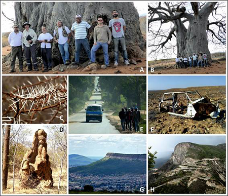 Primer viaje y serie de contrastes en el país: A) Noviembre 2015. De derecha a izquierda: J. Labaredas, A. Oliveira, Pombal, J. Feliciano, P. González, L. Quintana, P.P. Goicoechea. B) Como se puede ver en la foto de la derecha, no estábamos delante de una roca. C) Matorrales de espino salvajes. D) Termitero catedral (altura aproximada de 2 metros). E) Carretera internacional en el tramo de Lubango a Benguela, con numerosos agujeros y baches, y peatones caminando por sus márgenes. F) Restos de vehículo siniestrado, completamente saqueado tras su abandono. G) Panorámica de la Sierra de Chela, observándose las casas y musseques de la ciudad de Lubango a pie de montaña. H) La impresionante carretera serpenteante de la Sierra de Leba.