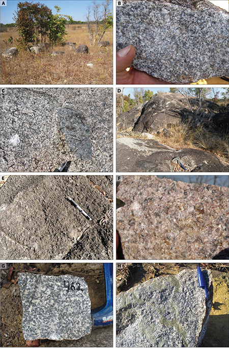 Representative field photographs of the Plutonic Suite of the Menongue Igneous Complex (MIC). A) Outcrop view showing the sampling location of the dated biotite-amphibole monzogranite (D33R021I). The MIC is characterized by scattered outcrops of small dimensions. B) Closer view of the isotropic, medium-grained, biotite-hornblende monzogranite. C) Rounded mafic enclave within a granitoid. D) Outcrop view of the sampling location of the dated syenogranite (D33R045I). E) Detail of the syenogranite showing a subtle foliation parallel to the pencil line F) Closer view of the syenogranite. G) Diorite. H) Granitoid displaying fracture-controlled propylitic alteration.