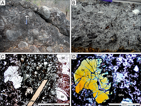 A) Carbonatite breccia to the northwest of the Bonga massif, showing heterometric fragments (up to 30 cm) of eburnean granitoids and calcic carbonatites, surrounded by a medium-grained carbonate matrix. B) Ultramafic rock of kimberlitic appearance, found northwest of the Bonga massif, bearing crystals of various sizes of pyroxene, phlogopite, olivine, carbonates and fragments of ultramafic rocks (dunites, pyroxenites and/or hornblendites). C) Photomicrograph of the kimberlitic rock, showing olivine (Ol) and phlogopite (Phl) phenocrysts, haloed by opaque minerals (OFe), in a micro- to cryptocrystalline matrix, composed of clinopyroxene, olivine, biotite/phlogopite (± amphibole), opaque minerals and carbonate minerals (± plagioclase). D) Detail of the olivine phenocryst (Ol) in cross-polarised light, showing a reaction corona with corroded edges and a halo of opaque minerals (OFe).